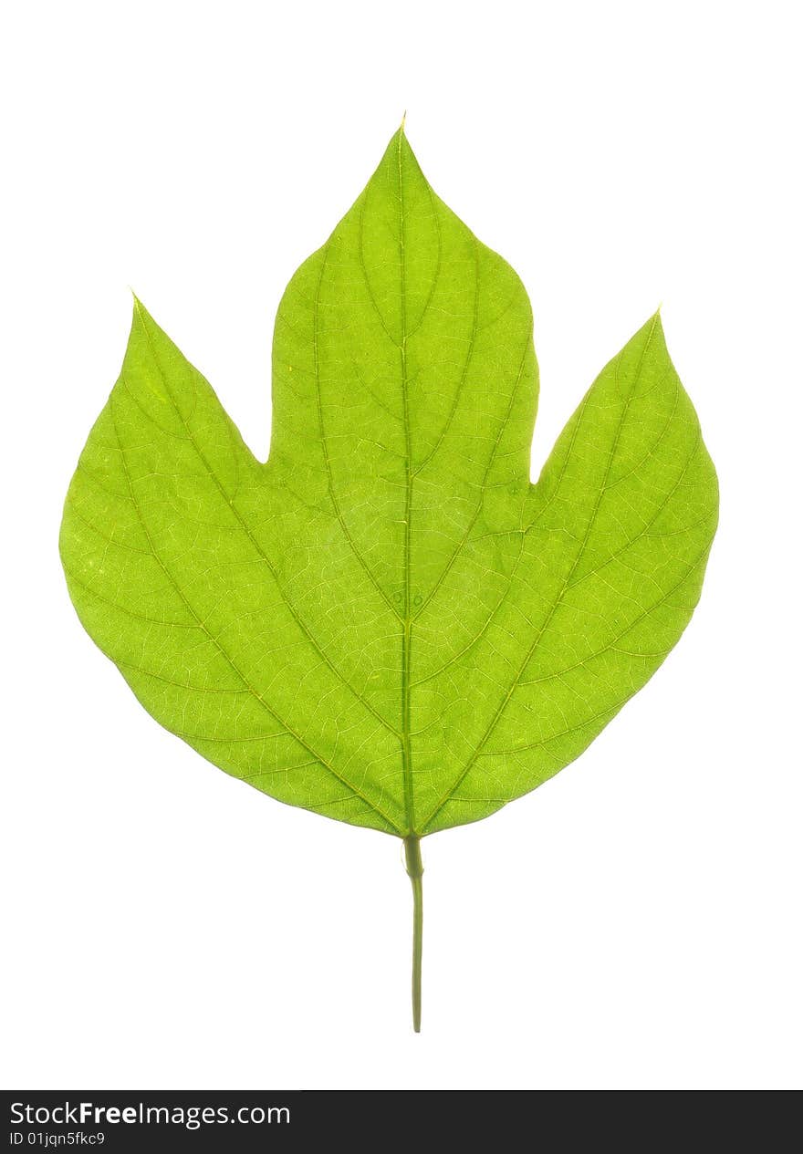 Leaf on white background , transparent