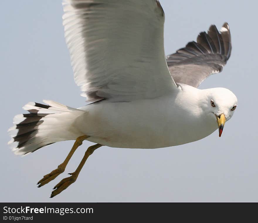 A close flying seagull in Matsushima Japan