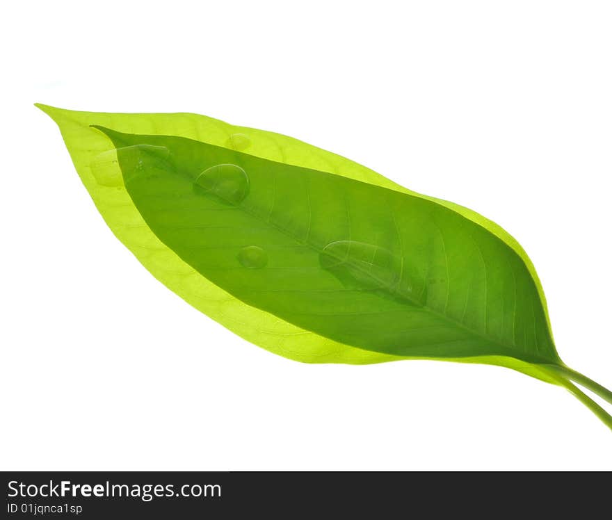 Green leafs isolated over white background