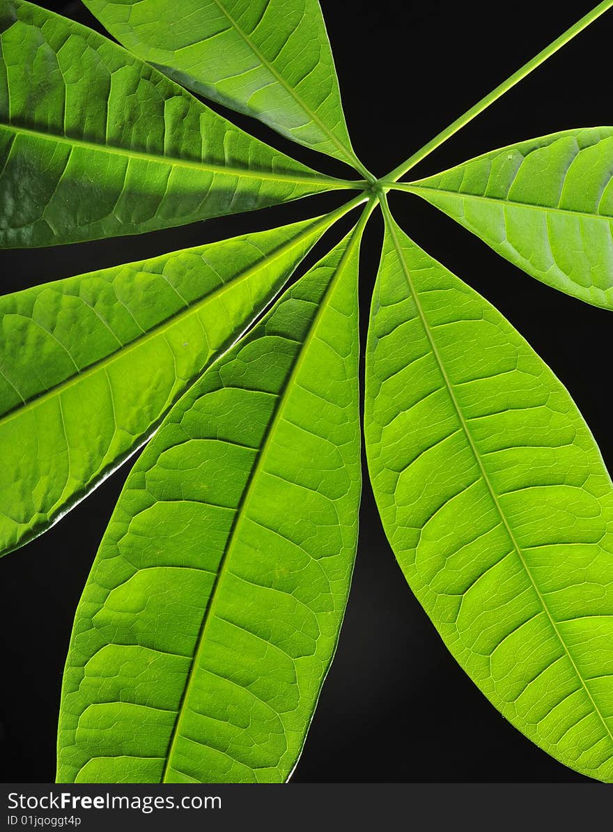 Leaves in a black background