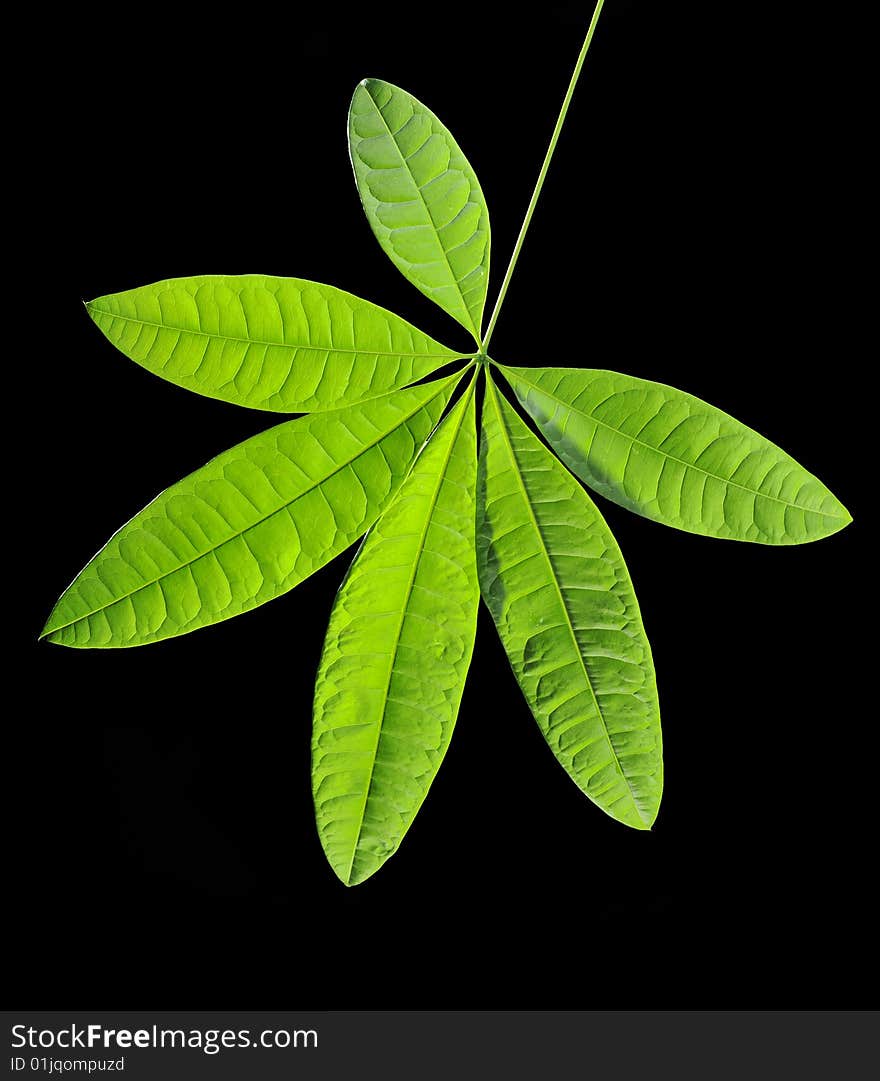 Leaves in a black background