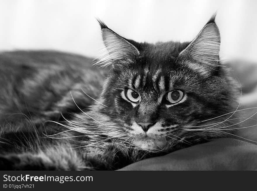 Lying cat looking at camera (maine-coon purebred). Lying cat looking at camera (maine-coon purebred)