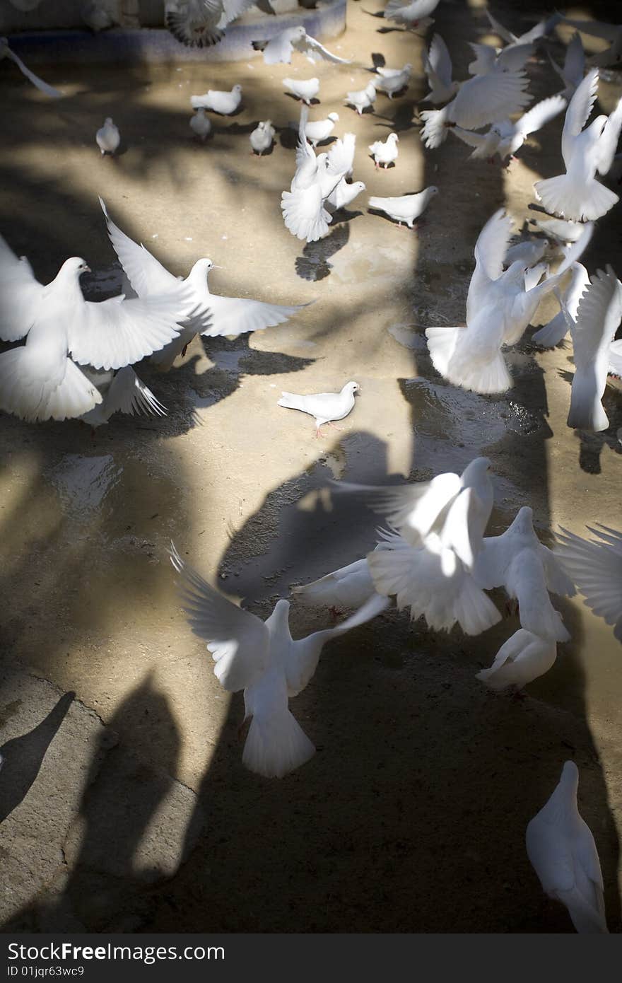 White pigeons on a square in benidorm spain