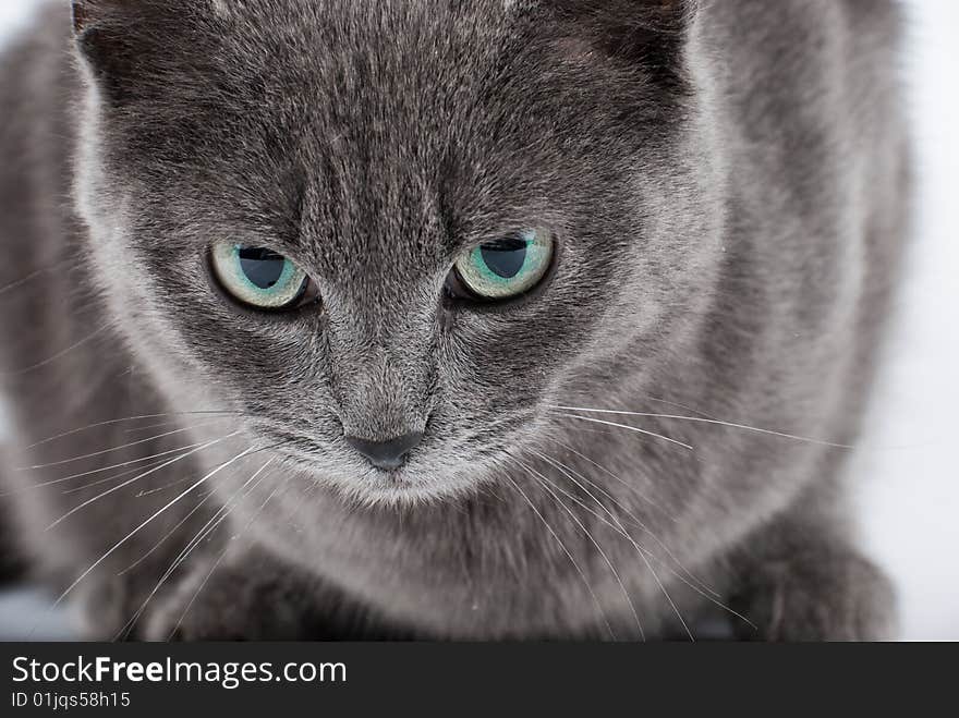 Grey cat's muzzle with green eyes closeup portrait