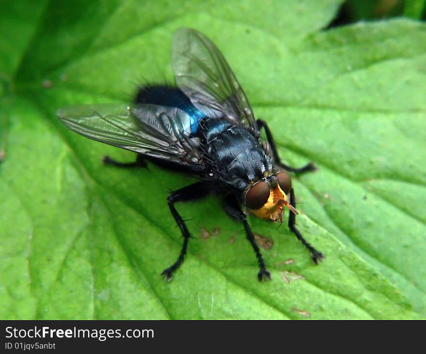 Fly on the green leaf. Fly on the green leaf.