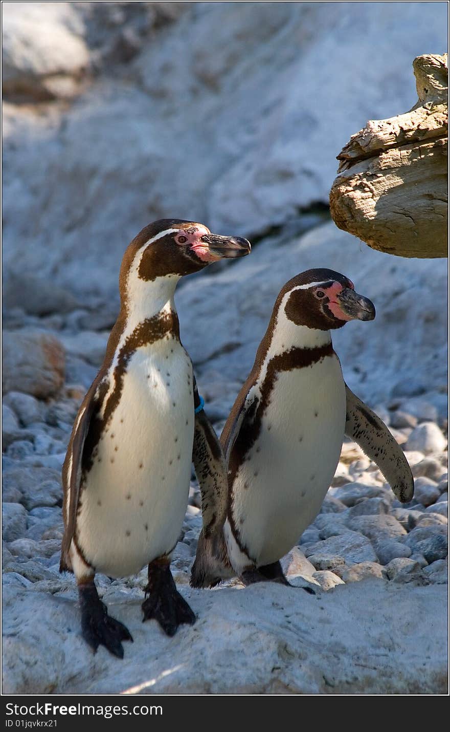 Nice penguins filmed in Austria Vienn zoo two funny twins animals