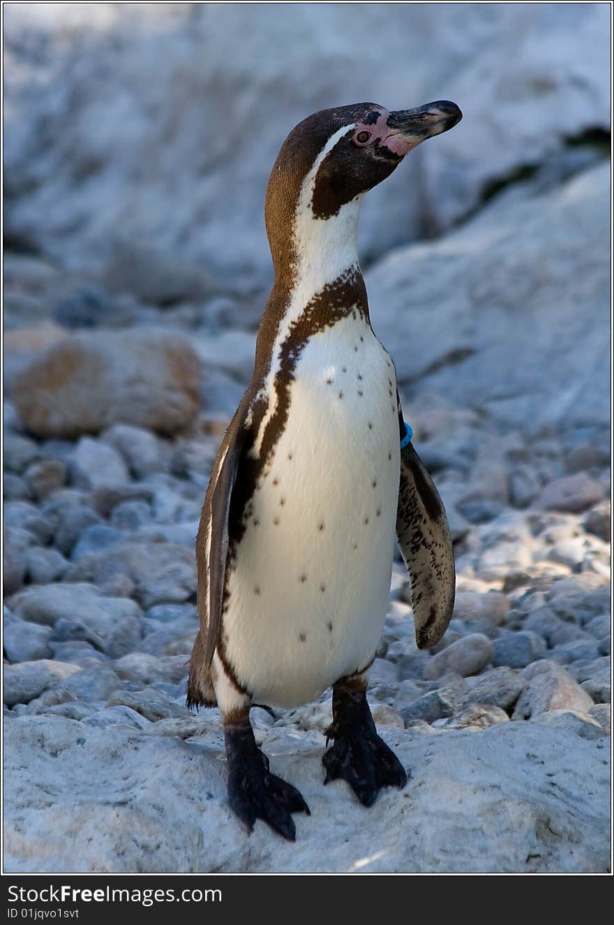 Nice penguin filmed in Austria Vienn zoo one funny walker animal