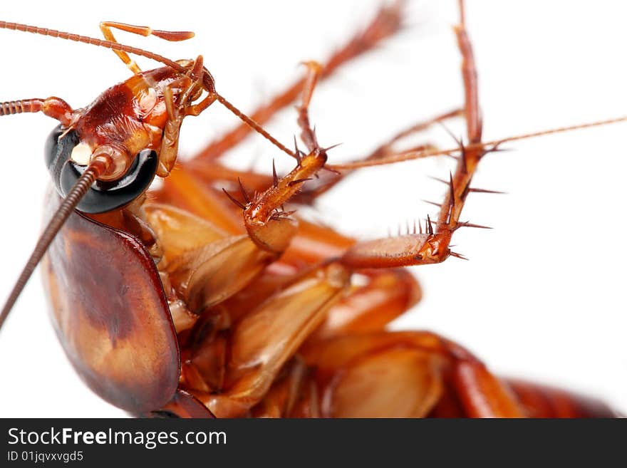 Close up of cockroach biting it's antenna on white background. Close up of cockroach biting it's antenna on white background.