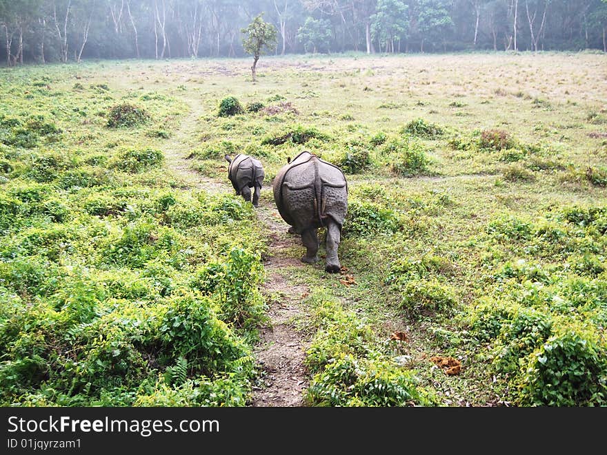 Rhinoceros Unicornis Mother And Child