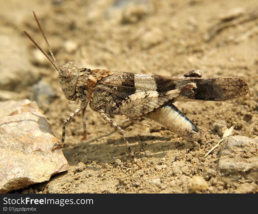 Oedipoda coerulescens on the brown soil.