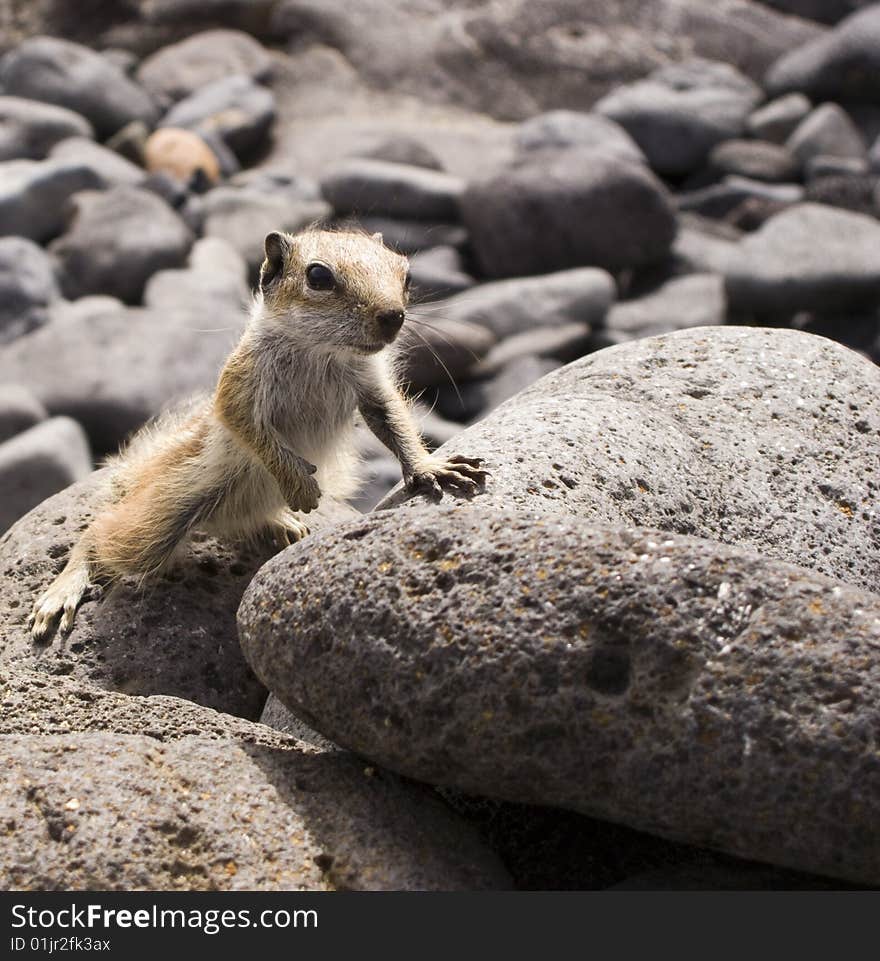 Inquisitive chipmunk