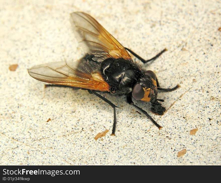 Fly on the light background. Fly on the light background.