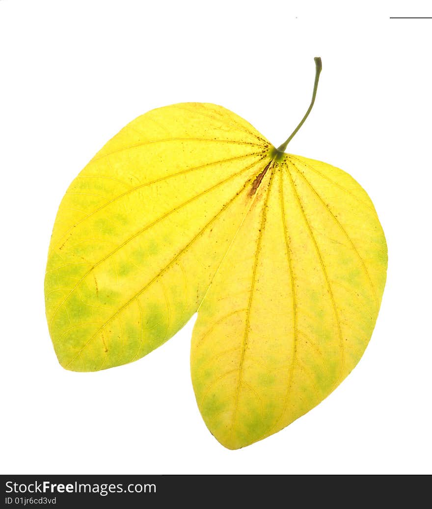 Yellow leaves on white background. Yellow leaves on white background