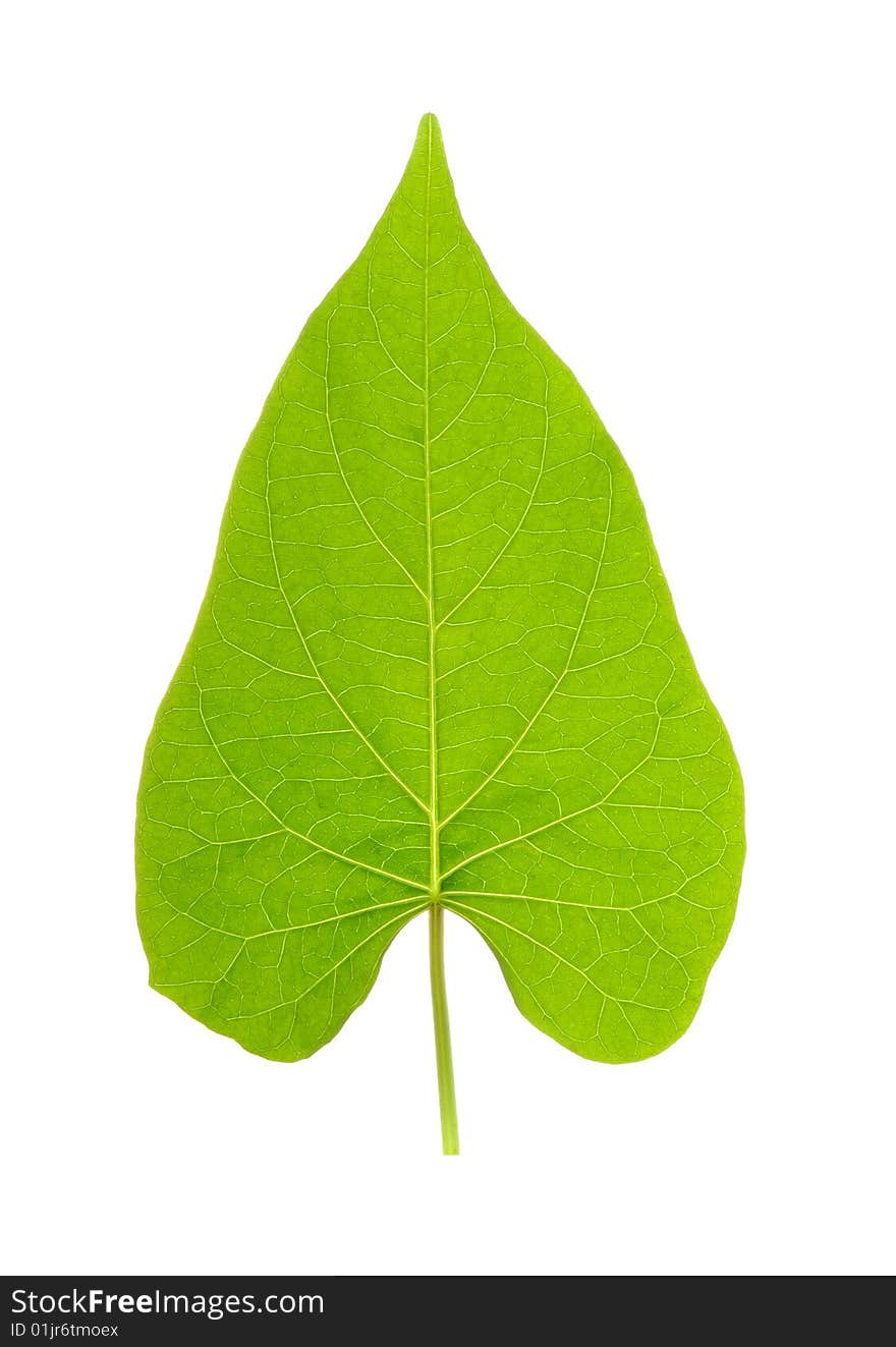 Leaf on white background , transparent