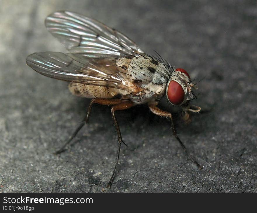 Fly on the gray background. Fly on the gray background.