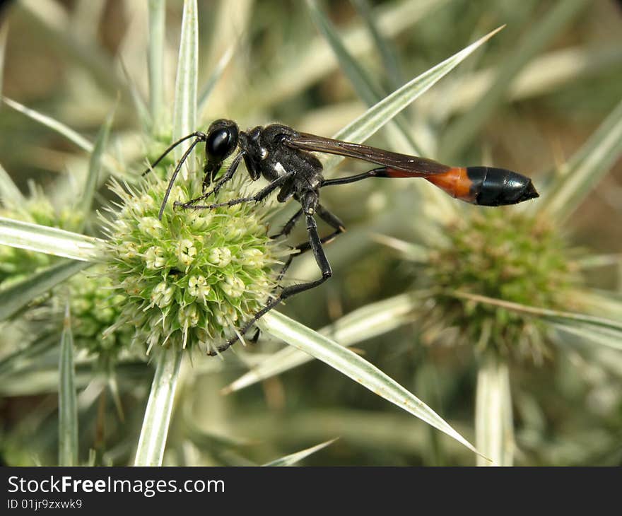 Ammophila sabulosa collecting pollen from flower