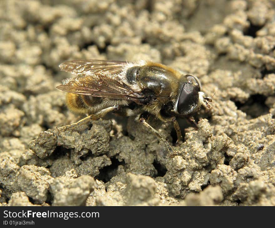 Fly on the brown background. Fly on the brown background.