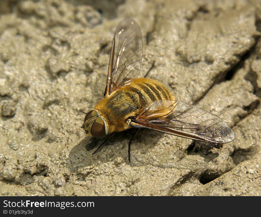 Fly on the brown background. Fly on the brown background.