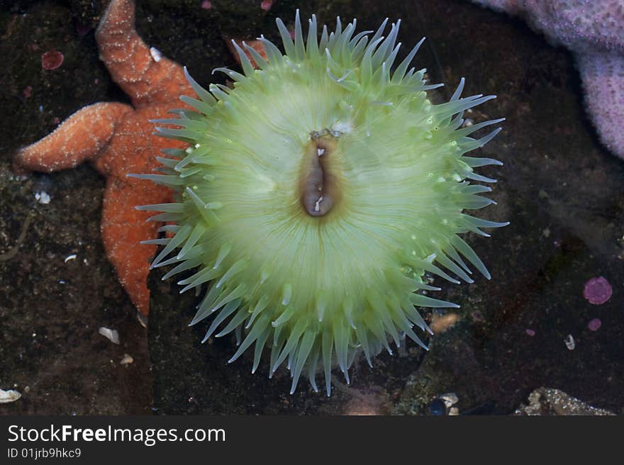 Green anemone in a tidal pool, with an orange starfish