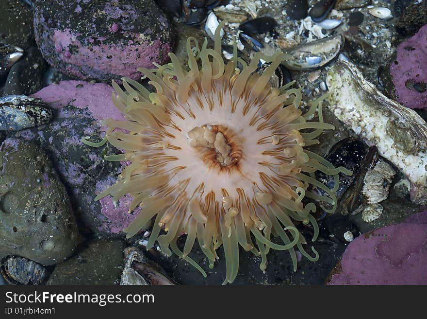 Orange anemone in a tide pool, among shells. Orange anemone in a tide pool, among shells.