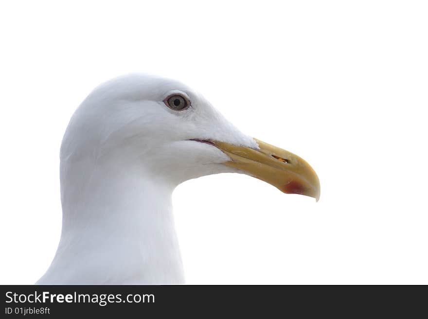 Seagull, isolated