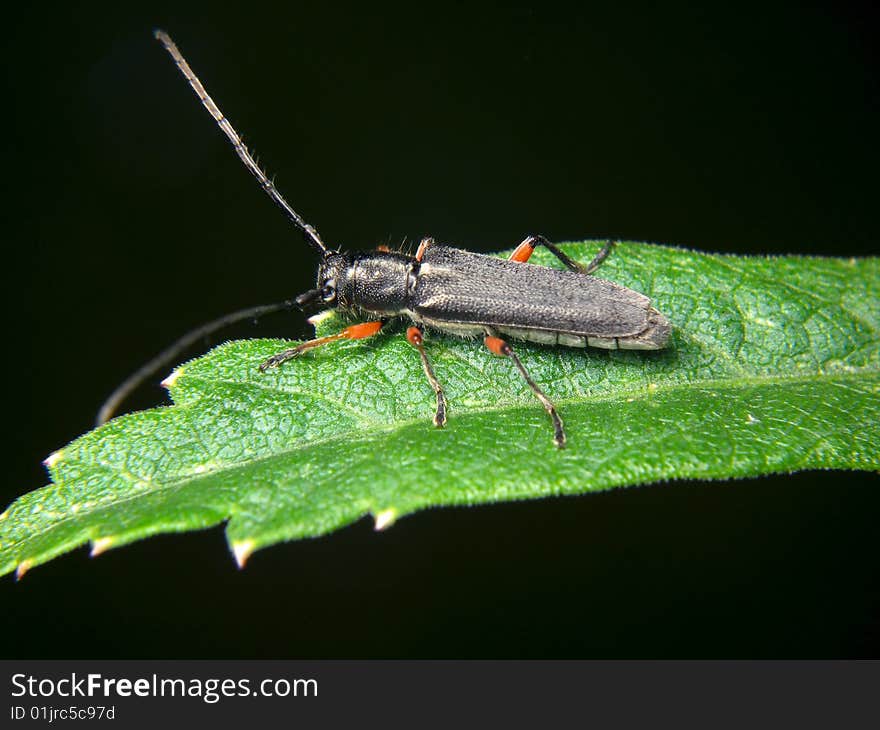 Phytoecia icterica