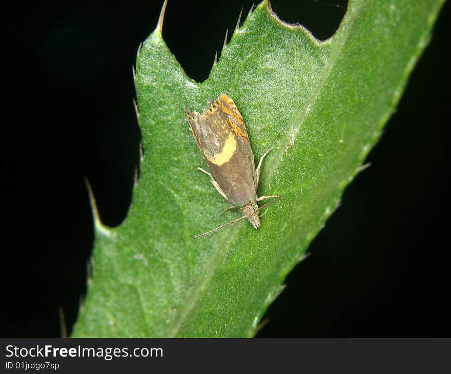 Dichrorampha Flavidorsana