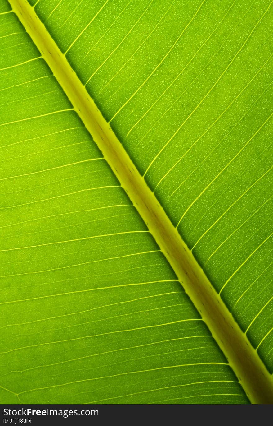 Bright green leaf structure macro. veins of leaf.