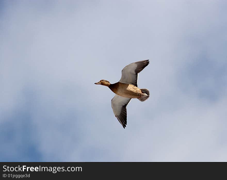 In the sky the wild duck flies. A short distance for a shot. In the sky the wild duck flies. A short distance for a shot.