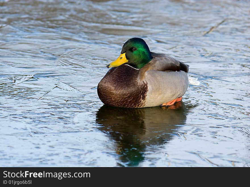 The lonely drake sits on ice and longs. Close up photo showing the brilliant green colours of the male Mallard. The lonely drake sits on ice and longs. Close up photo showing the brilliant green colours of the male Mallard.