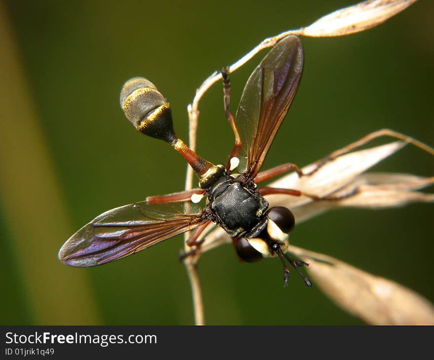 Physocephala Rufipes