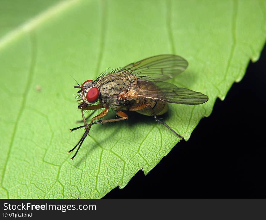 Hylemyia Brassicae