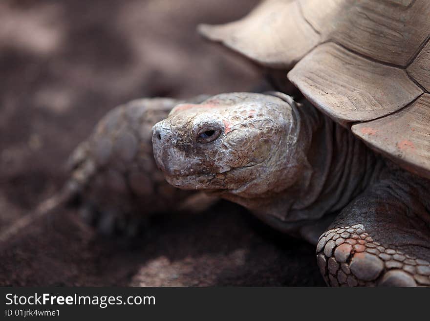 The head of a giant galapagos brown turtle