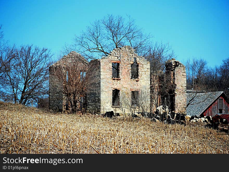 Abandoned stone house with trees growing through the center used as barn for cows. Abandoned stone house with trees growing through the center used as barn for cows.