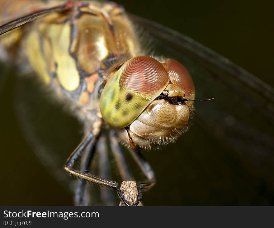 The head of the Sympetrum vulgatum