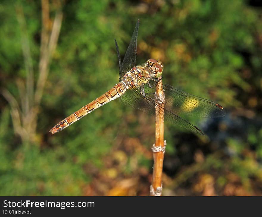 Sympetrum vulgatum on a stalk