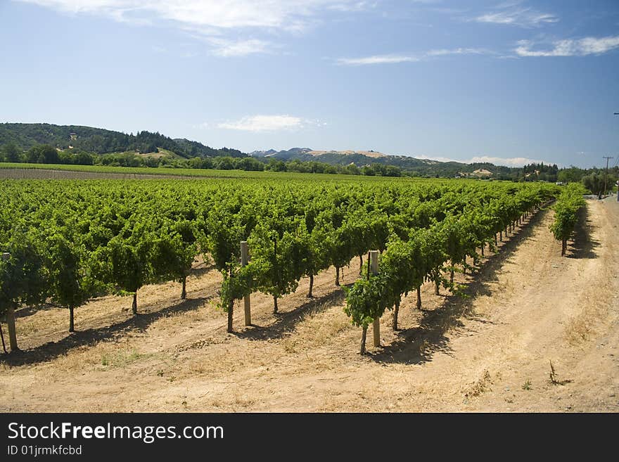 A beautiful row of grapes from Dry Creek Valley. A beautiful row of grapes from Dry Creek Valley.