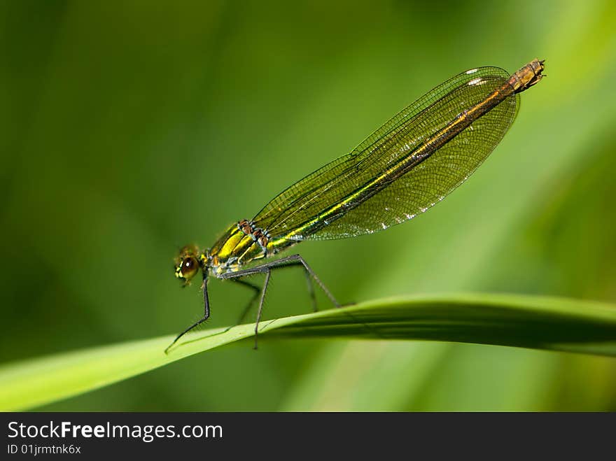 A resting female banded damselfly