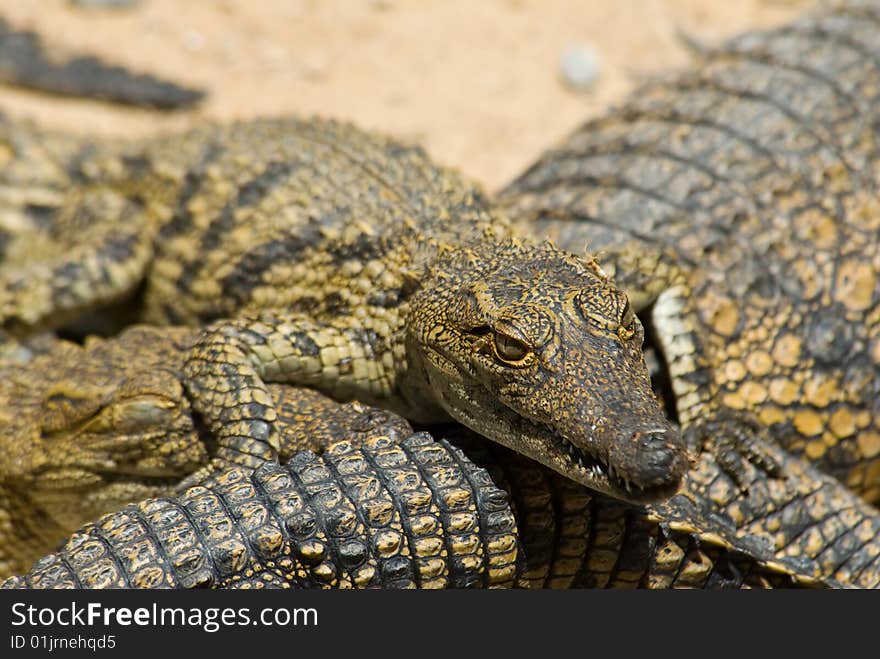 Young crocodils