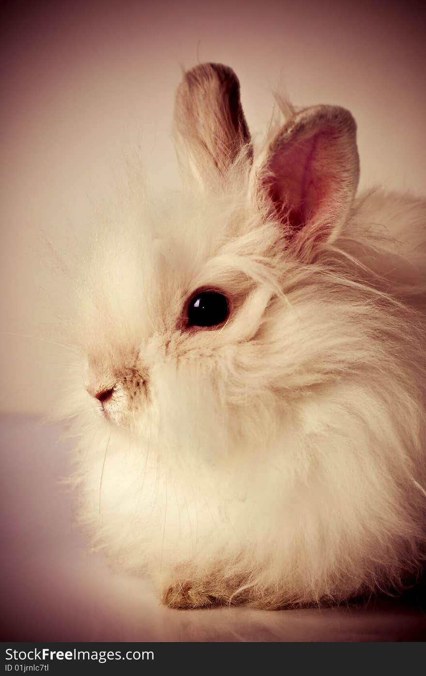 White fluffy rabbit