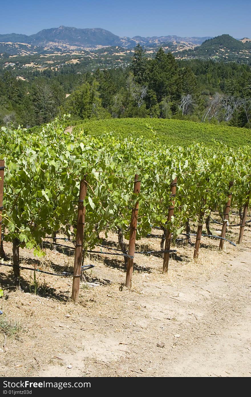 A view of a mountain-side vineyard with Mount St. Helena in the background. A view of a mountain-side vineyard with Mount St. Helena in the background.