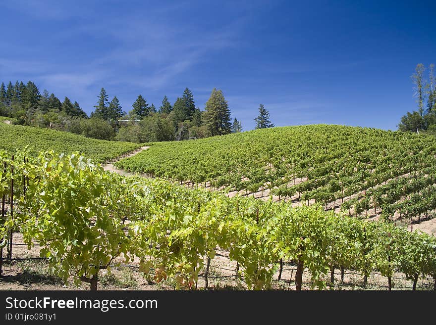 A gorgeous view looking up of rows of grapes. A gorgeous view looking up of rows of grapes