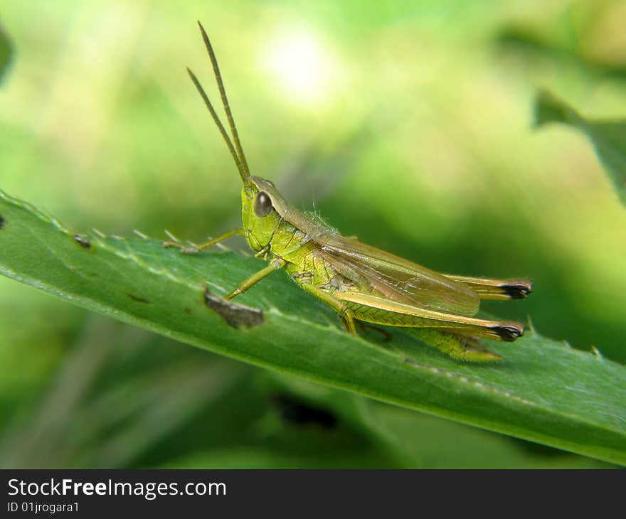 Chrysochraon dispar on a leaf