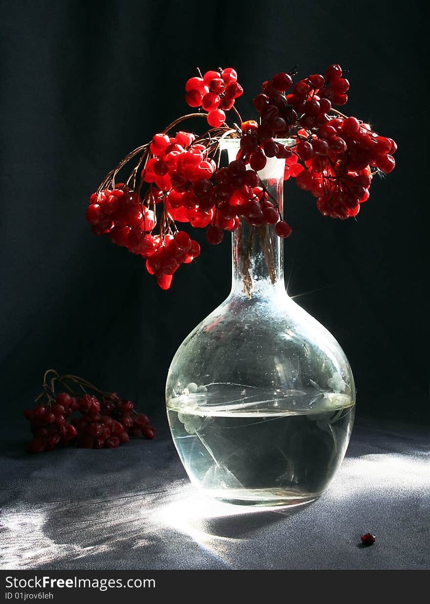 Butyli with bunch of the viburnum illuminated sun. Butyli with bunch of the viburnum illuminated sun.