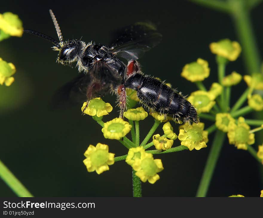 Tiphia femorata takes off from a flower