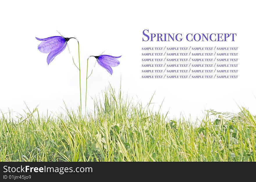 Spring concept. young purple flowers against white background