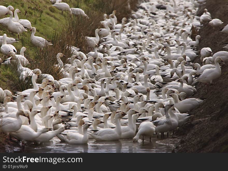 Snow Geese