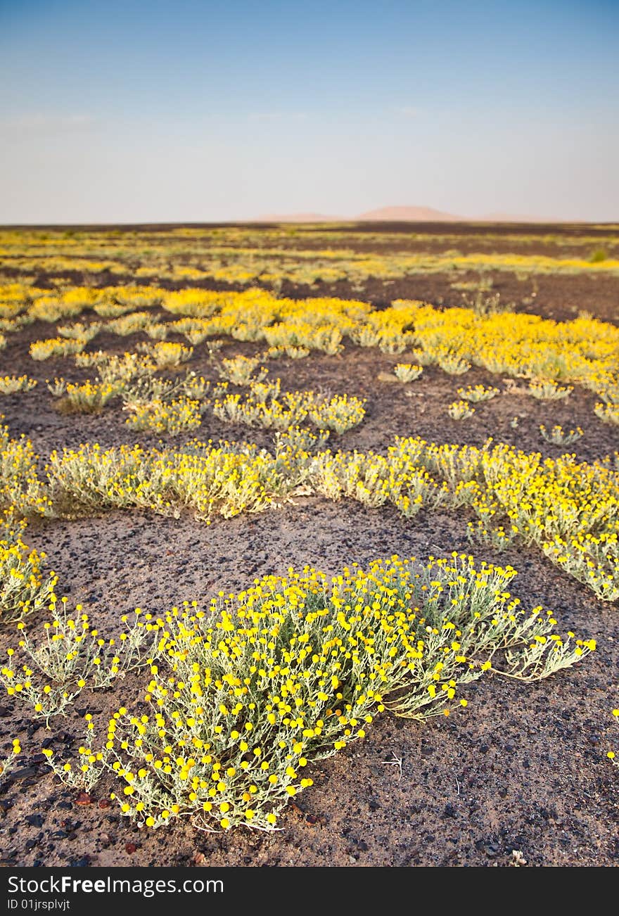 Wild flowers during spring season around Erg Chebbi desert, Maroc. Vertical frame. Wild flowers during spring season around Erg Chebbi desert, Maroc. Vertical frame.