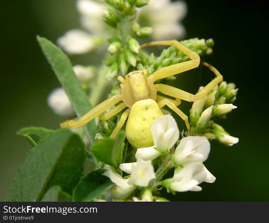 Misumena vatia