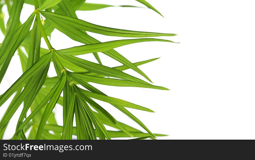 Spring concept. young green leaves against white background